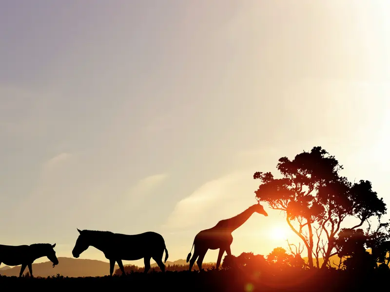 Den Sonnenuntergang, den Sie bei Ihrer individuellen Rundreise durch Südafrika auf der Safari in der Krügerpark-Region erleben, toppt Ihr Ranger noch mit dem passenden Sundowner.