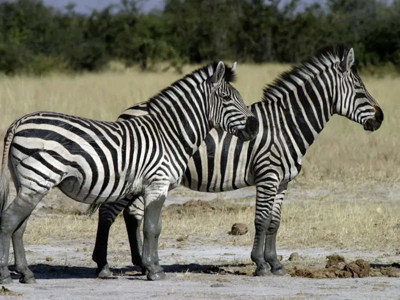 Während der Game Drives sehen Sie mit Sicherheit viele Zebras.