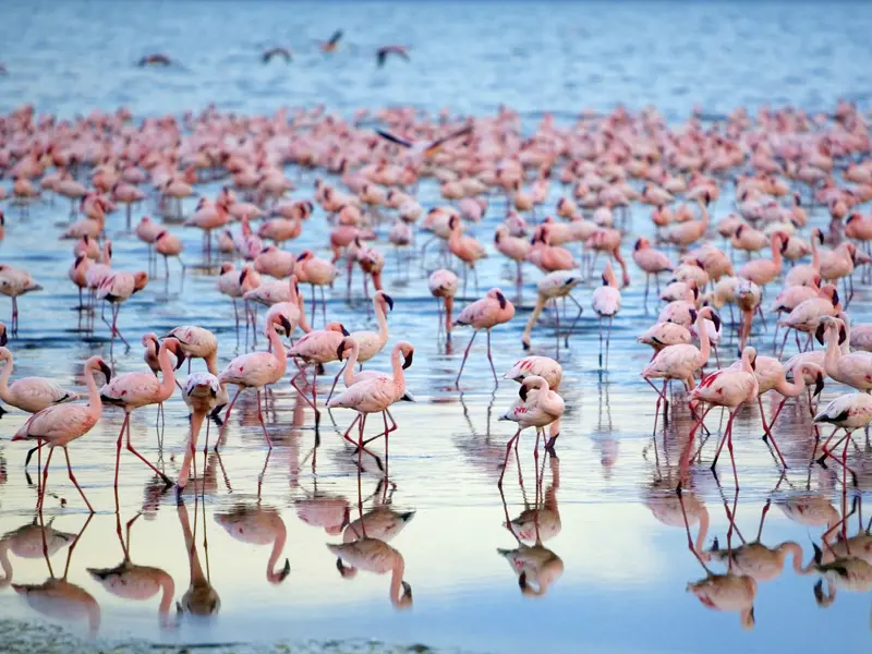 Auf Ihrer individuellen Rundreise durch Namibia kommen Sie auch nach Walvis Bay und sehen in der Lagune unzählige Flamingos.