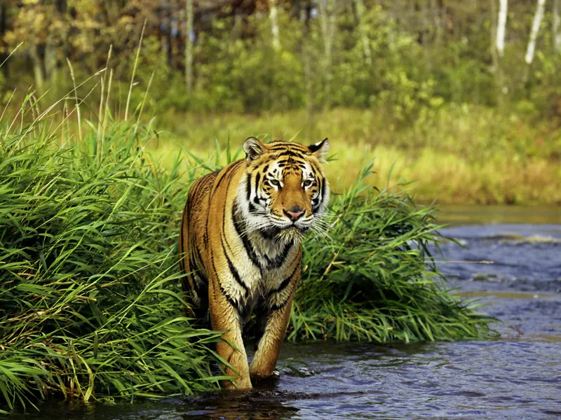 Auf der YOUNG LINE Rundreise geht es zur Tigersafari im Ranthambore-Natonalpark.