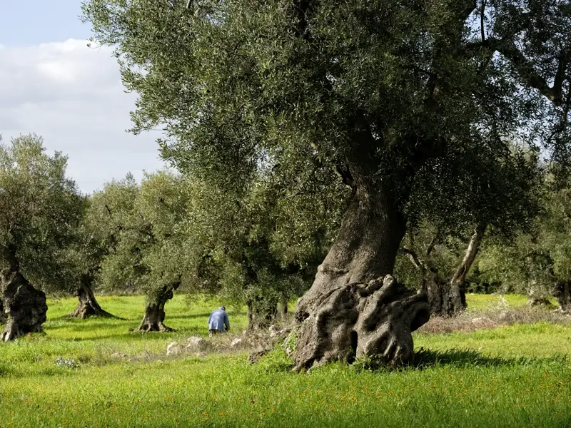 Zu unserer Marco Polo Entdeckerreise nach Apulien gehört auch eine Olivenölprobe.