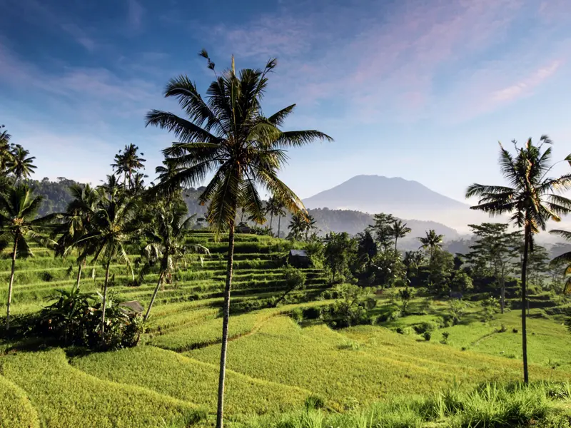 Auf Ihrer individuellen Rundreise nach Bali kommen Sie immer wieder an kunstvoll angelegten Reisterrassen vorbei - die Einheimischen nennen sie "Himmelstreppen".