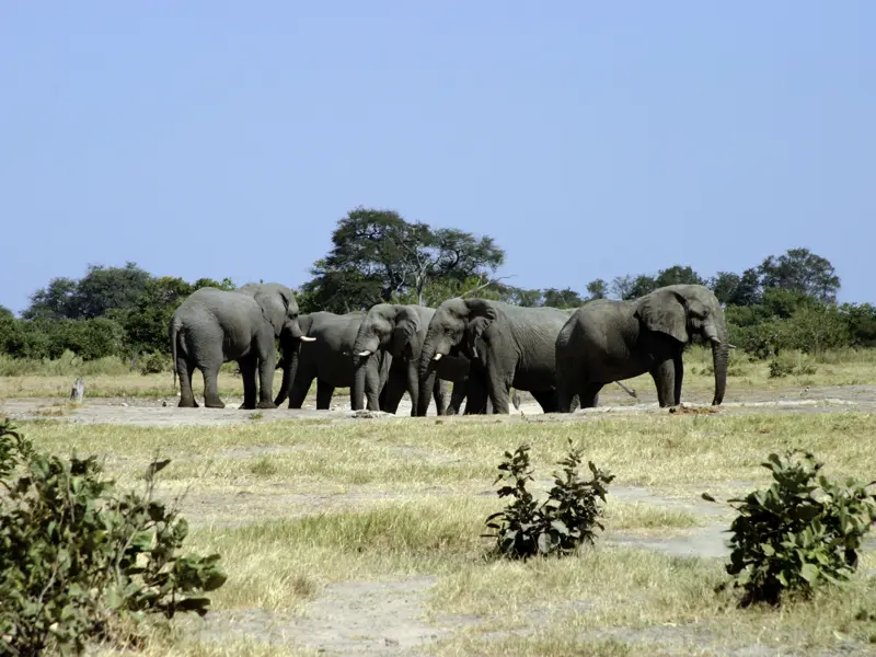 Auf unser Reise in der Minigruppe begegnen wir der Tierwelt Afrikas. Vor allem der Chobepark in Botswana ist berühmt für seine großen Elefantenherden.