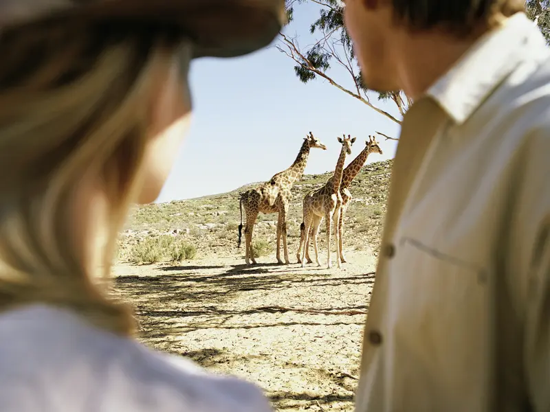 Auf Ihrer individuellen Reise durch Kenia und Tansania geht Ihr Driver-Guide auf Pirsch mit Ihnen. Unterwegs sehen Sie Giraffen, die selbst die Blätter in den höchsten Bäumen erreichen.