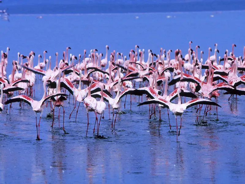 Mit Ihrem Driver-Guide sind Sie am Lake Nakuru unterwegs, wo Sie mit etwas Glück Flamingos und Nashörner beobachten können.