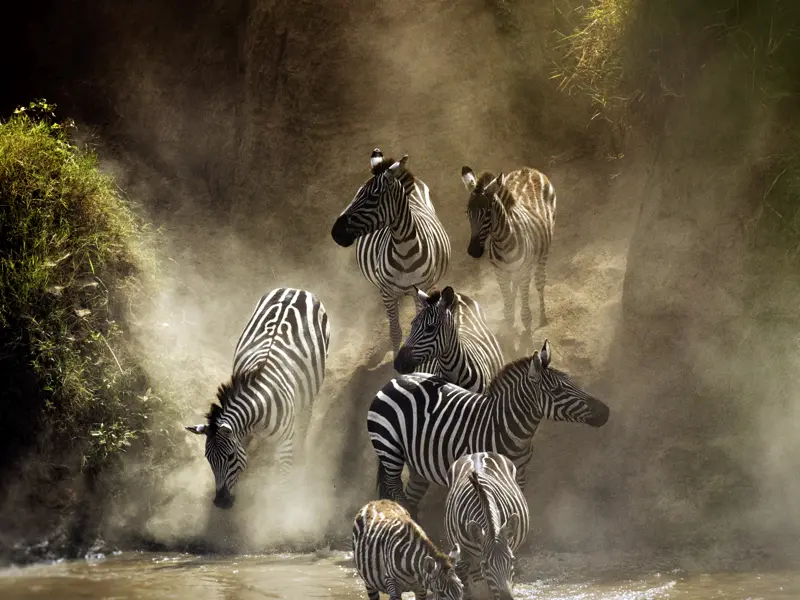 Während der Great Migration von August bis Oktober überqueren Tausende von Zebras den Mara River.