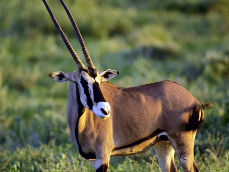 Die Oryx-Antilopen sind mit ihren Hörnern ein markanter Anblick in verschiedenen Ländern Afrikas.