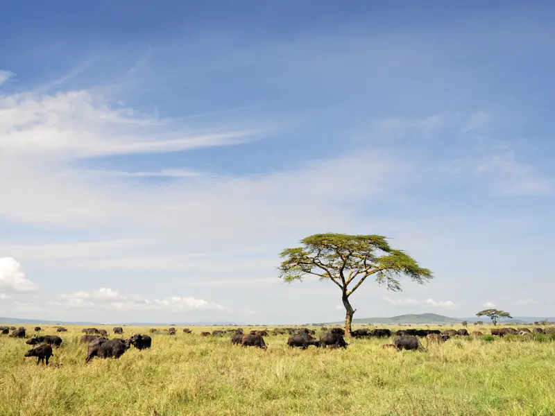Unterwegs mit Ihrem Driver-Guide in Kenia und Tansania sehen Sie garantiert Büffel.
