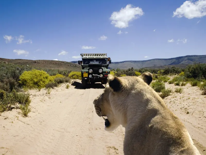 Auf Ihrer individuellen Reise durch Südafrika besuchen Sie ein Private Game Reserve. Dort können Sie mit etwas Glück auch Löwen beobachten.