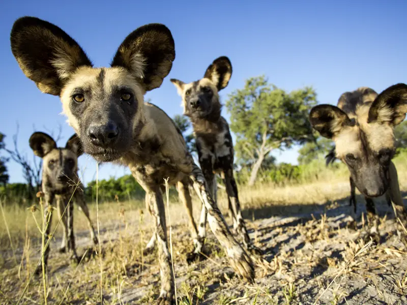 Ihre Sambia-Reise führt Sie in den Kafue-Nationalpark, wo die selten gewordenen Wildhunde leben. Mit etwas Glück sehen Sie diese sozialen Tiere, die in großen Gruppen leben.