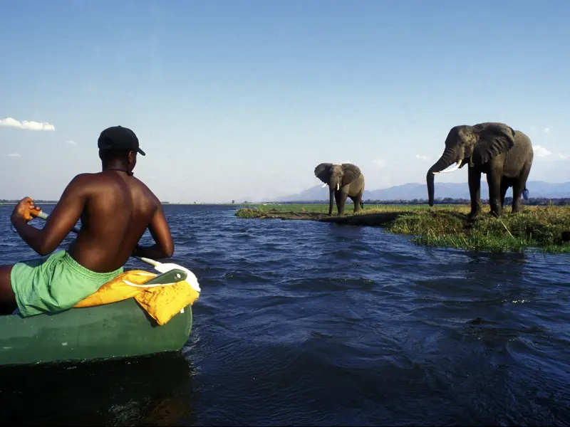 In den Nationalparks, die Sie auf Ihrer individuellen Reise durch Sambia besuchen, sind Sie zu Fuß, mit dem Boot und dem Fahrzeug auf Pirsch.