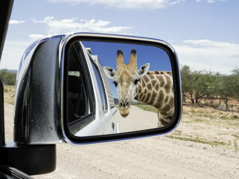 Ihre individuelle Rundreise durch Namibia führt Sie in den Etoscha-Nationalpark, wo Sie vielen Tieren ganz nahe kommen, die Sie manchmal neugierig beäugen, wie diese Giraffe.