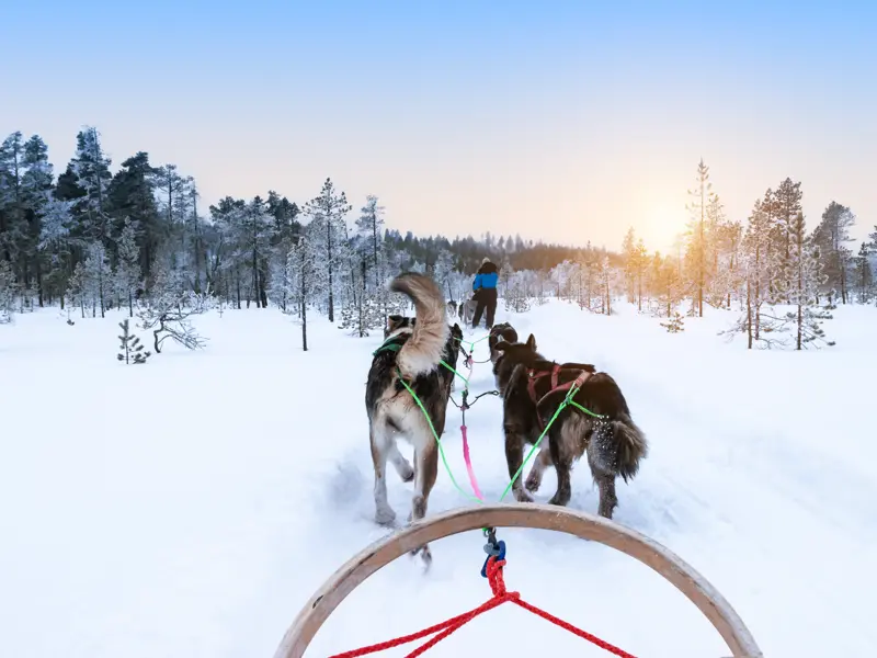 Auf dieser Reise ins winterliche Finnland unternehmen wir auch eine abenteuerliche Tour mit dem Hundeschlitten