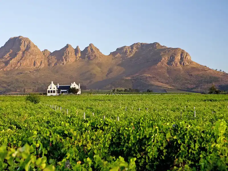 Auf dem Weg nach Kapstadt kommen wir durch die Winelands, wo der gute südafrikanische Wein wächst. Das müssen wir probieren!