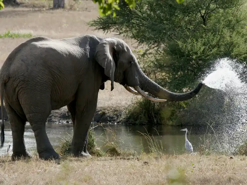 Tierisch gut - die Erlebnisse mit der afrikanischen Tierwelt auf der Marco Polo Reise durch Südafrika.