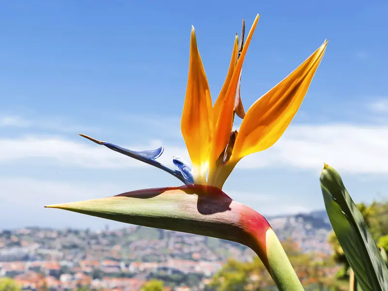 Auf der YOUNG LINE Reise nach Madeira erleben wir Funchal und seine Blütenpracht. Hier eine Strelizie, auch Papageienblume genannt.