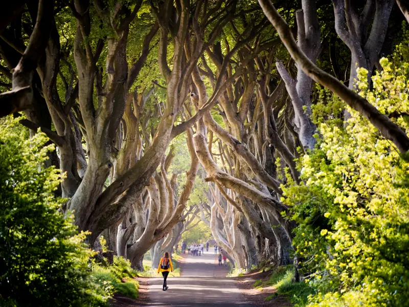 Natürlich darf für die jungen Traveller dieser YOUNG LINE Reise nach Irland und Nordirland ein Selfie unter den wuchtigen Stämmen und Ästen der imposanten Buchenallee Dark Hedges nicht fehlen.