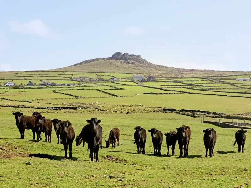 Auf unserer YOUNG LINE Rundreise durch Irland und Nordirland erleben wir vibrierendes Stadtleben und zwischendurch Natur pur, so weit das Auge reicht.