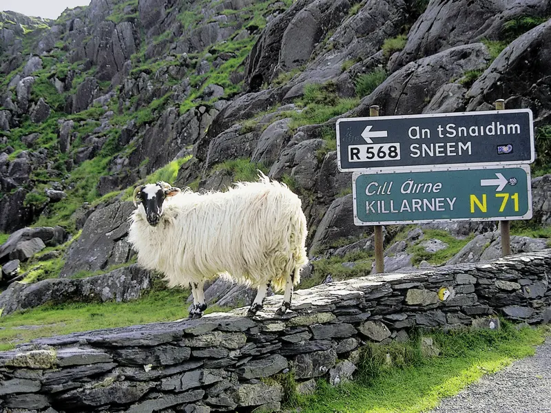 Auf unserer YOUNG LINE Reise durch Irland und Nordirland besuchen wir einen Farmer und erhalten Einblick in die Kunst des Schafscherens.