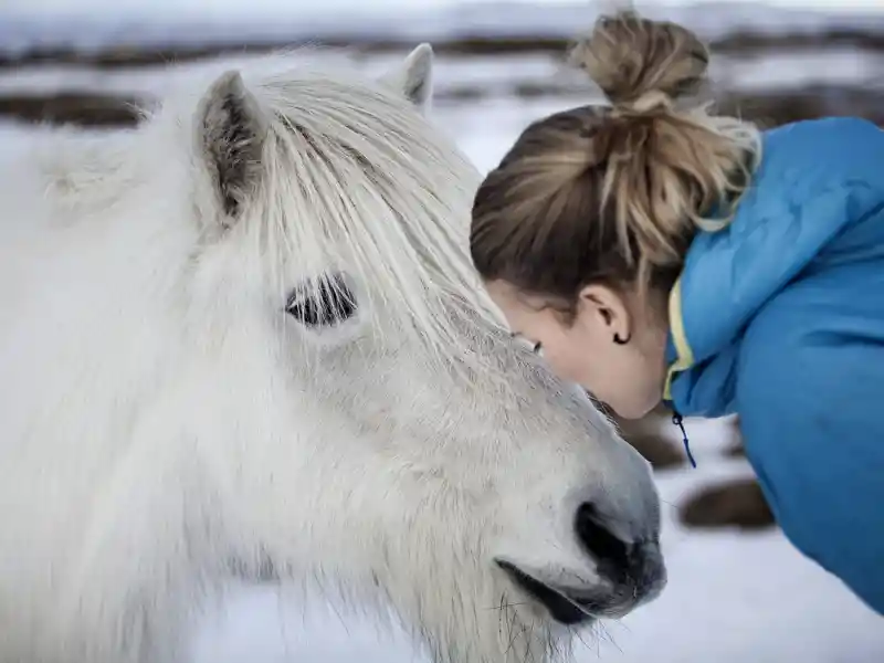 Islandponys werden wir auf dieser Rundreise mit YOUNG LINE unterwegs auch zu Silvester sehen.