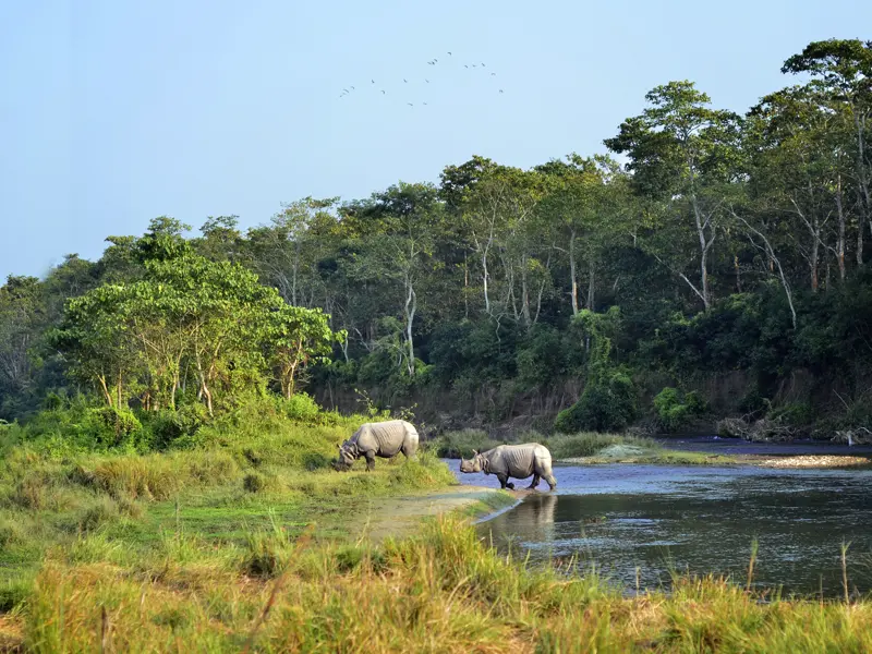 Während unserer YOUNG LINE TRAVEL Rundreise durch Nepal gehen wir im Chitwan-Nationalpark auf Pirsch und sichten mit etwas Glück Panzernashörner.