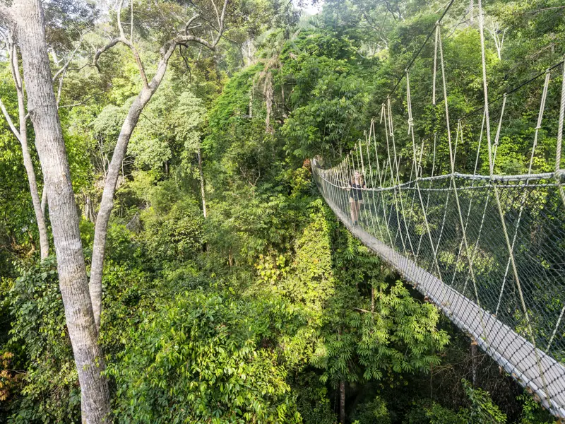 Highlight auf unserer YOUNG LINE Reise durch Malaysia und Thaland: die über 400 m langen Hängebrücken mitten durch den Dschungel des Taman-Negara-Nationalparks.