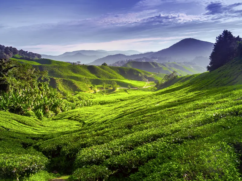 Auf unserer YOUNG LINE Reise durch Malaysia und Thailand machen wir Stopp in den Cameron-Highlands, natürlich mit Teatime!