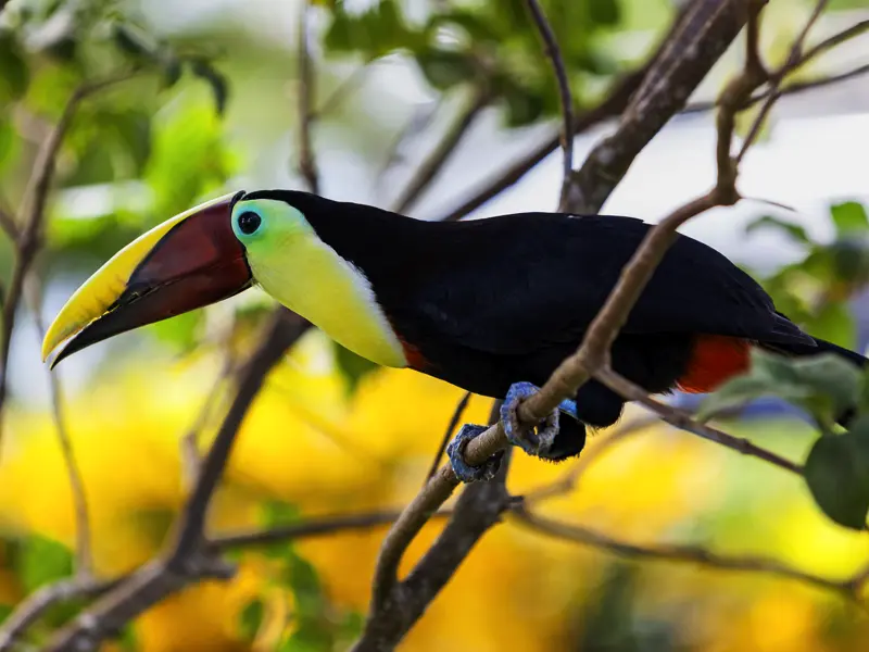 Auf unserer YOUNG LINE Reise durch Costa Rica erkunden wir das Naturparadies mit dem Boot und zu Fuß und kommen den Tieren, hier einem Tukan, ganz nah.