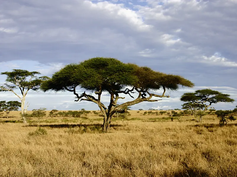 Auf unserer YOUNG LINE Reise durch Tansania durchstreifen wir auch die unendlichen Weiten der Serengeti auf der Suche nach den Big Five.