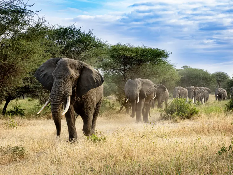 Auf unserer YOUNG LINE Reise erleben wir die Tierwelt Tansanias hautnah - mit etwas Glück auch die Big Five.