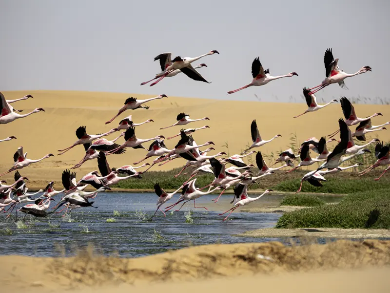 Auf unserer YOUNG LINE Reise durch Namibia, Botswana und Zimbabwe begegnen wir einer Menge wilder und schöner Tiere, wie hier den Flamingos in Walvis Bay.