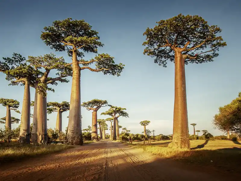 Auf unserer YOUNG LINE Rundreise führt uns die Avenue de Baobab direkt in den Tsingy-Nationalpark.