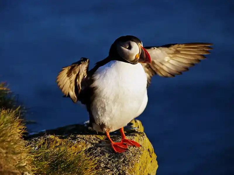 Auf Ihrer Rundreise durch Island  können Sie am Kap Dyrholaey Papageitaucher und andere Seevögel beobachten, die Island in großer Zahl besuchen.