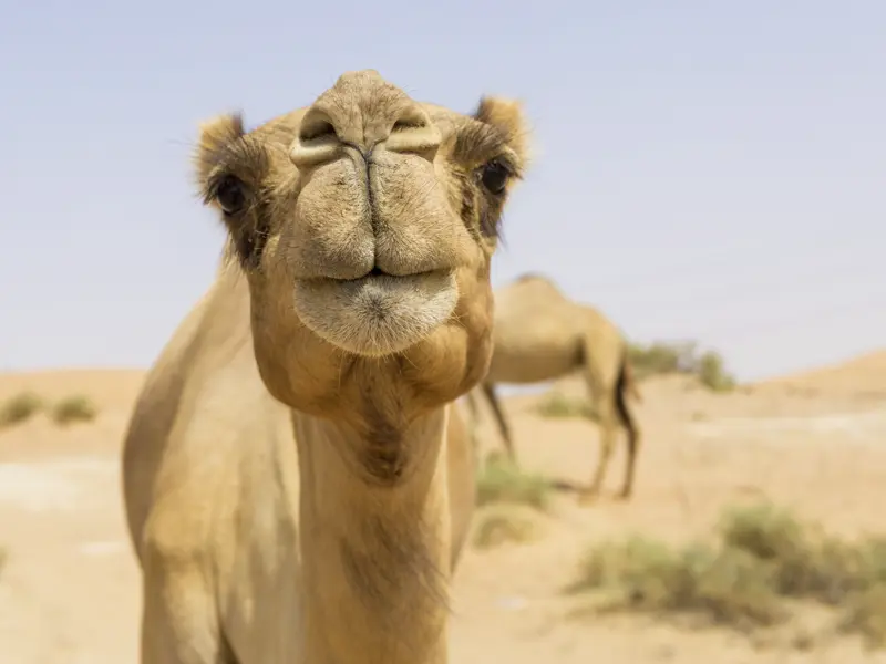 Sicherlich kreuzen auf unserer Reise durch Jordanien auch Kamele  unserern Weg.