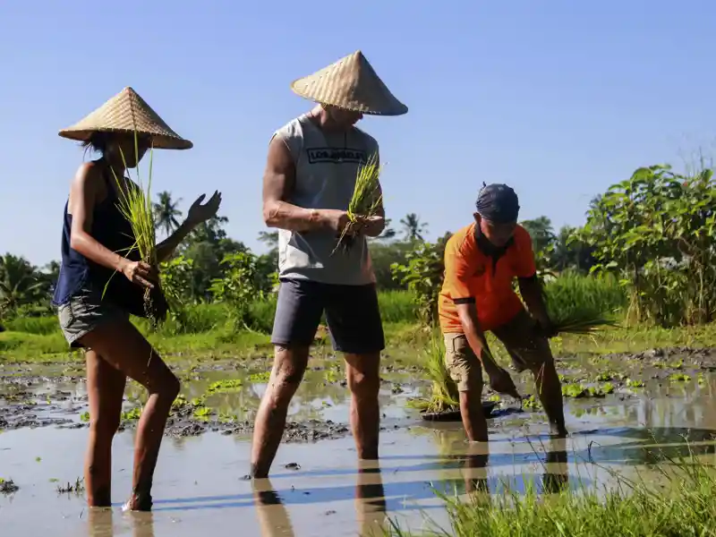 Im Dorf Cau auf Bali bestimmt die Natur den Tagesrhythmus. Wir tauchen auf unserer Rundreise ein in den balinesischen Alltag und helfen beim Reispflanzen oder -ernten.