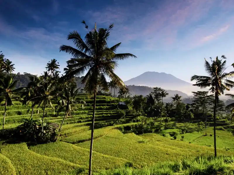 Auf Ihrer Rundreise nach Bali kommen Sie immer wieder an kunstvoll angelegten Reisterrassen vorbei - die Einheimischen nennen sie "Himmelstreppen".