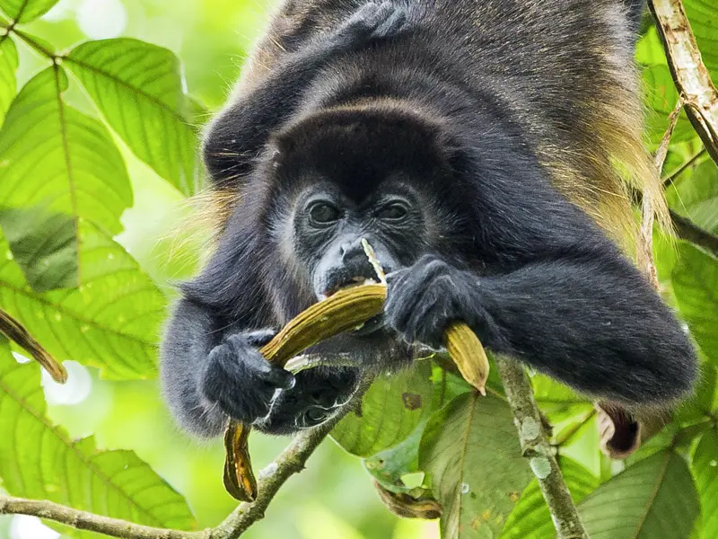 Auf unserer Rundreise durch Costa Rica folgen wir in den schönsten Nationalparks den Spuren der Tiere des Dschungels und schließen Bekanntschaft mit Brüllaffen.