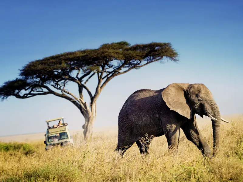 Auf Ihrer Tansaniareise kommen Sie auch in den Tarangire-Nationalpark.In dieser Gegend sind weniger Touristen unterwegs, dafür umso mehr Dickhäuter: Tarangire hat eine besonders große Population von Elefanten!