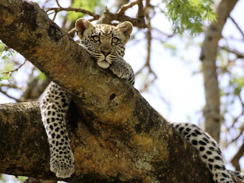 Auf unserer Marco Polo Reise nach Tansania halten wir Ausschau nach den Big Five, zu denen auch der Leopard gehört.