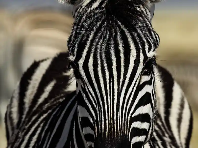 Auf Ihrer Rundreise mit Marco Polo durch Namibia kommen Sie im Etoschapark den Tieren ganz nah: Die Chancen stehen gut, dass Sie neben Zebras, Elefanten und Giraffen auch Löwen vor die Kamera bekommen.