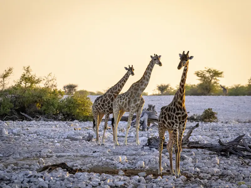 Im Etoscha-Nationalpark begegnen wir der afrikanischen Tierwelt. Neben Giraffen sehen wir sicher auch Springböcke, Zebras und Elefanten. Vielleicht auch Löwen und Geparde.