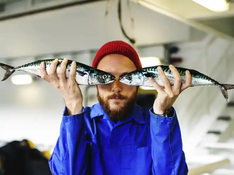 Neben Lachs und Kabeljau gibt es in Norwegen auch jede Menge fangfrischen Hering!