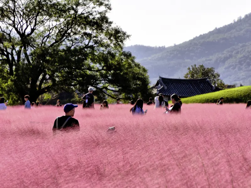Eine Reise durch Südkorea in der Mini-Gruppe ist auch ein farbenfrohes Erlebnis wie hier in den herbstlichen Feldern von Gyeongju.