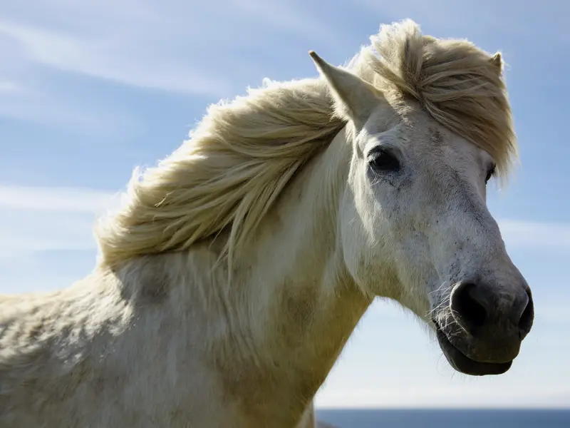 Den robusten und freundlichen Islandponys begegnen Sie auf Ihrer individuellen Mietwagen-Rundreise mit Marco Polo über die Insel unter dem Polarkreis sicher öfter.