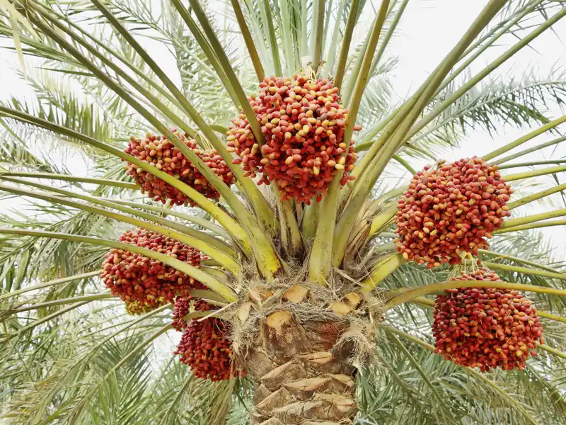 Grundnahrungsmittel im gesamten arabischen Bereich sind die Datteln, die Sie auf Ihrer individuellen Reise durch den Oman überall kosten können.