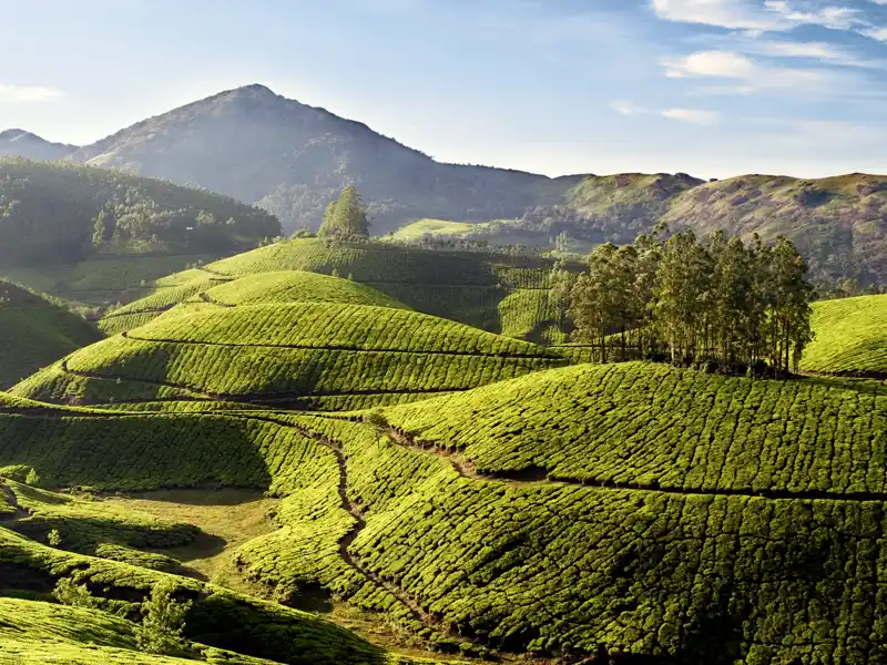 Auf Ihrer individuellen Rundreise durch Südindien übernachten Sie in Munnar, inmitten von grünen Teeplantagen im Hochland der Nilgiriberge.