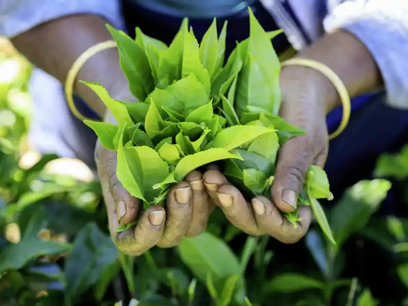 Teatime auf Ihrer individuellen Rundreise durch Sri Lanka: Bei Nuwara Eliya besuchen Sie eine Plantage und erfahren mehr über den berühmten Ceylontee.