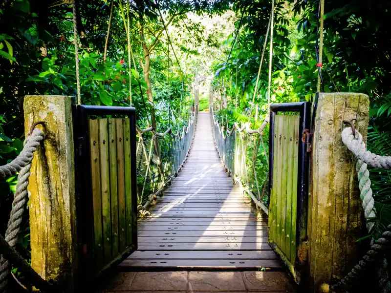 Erleben Sie die Natur Sri Lankas bei einer Wanderung durch den Regenwald.