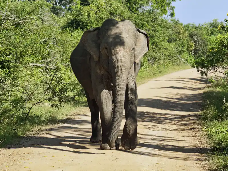 Auf Ihrer individuellen Reise durch Sri Lanka machen Sie eine Safari im Minneriya-Nationalpark und im Yala-Nationalpark. Hier halten sich Elefantenherden auf, denen Sie sicher begegnen werden.