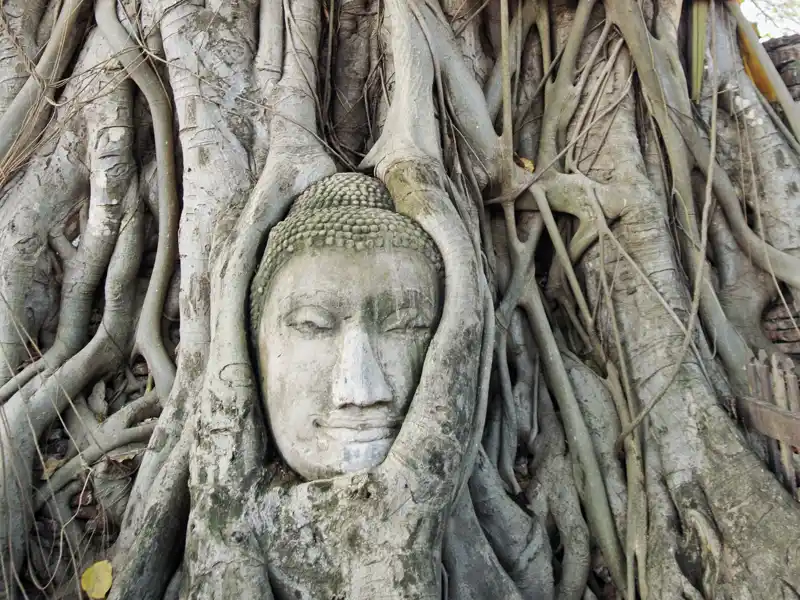 Ausflug in die Tempelwelt der alten Hauptstadt Ayutthaya. Über Jahrhunderte erschufen 33 Könige in der alten Hauptstadt Siams eine schier unüberblickbare Tempelfülle.